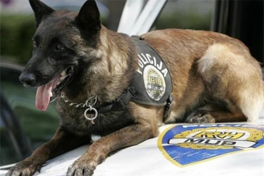 Policijski pas raskrinkao dilera droge: Otkrio drogu, oružje i novac u dva objekta u Šibeniku i na Jadriji