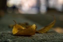 DSC_0971