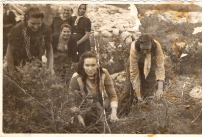 Nera u branju brnistre 1947. godine
