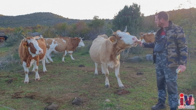krave-7