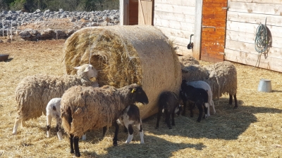 20210307_113444 (Large)