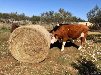 WhatsApp Image 2021-03-07 at 15.15.54 (Large)